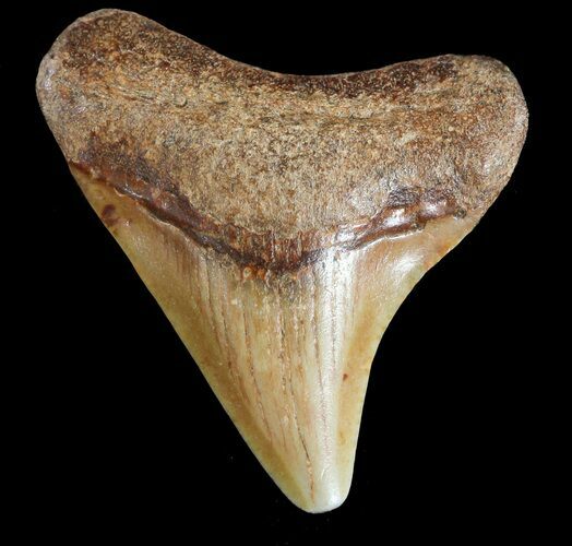 Beautiful, Juvenile Megalodon Tooth - Virginia #49556
